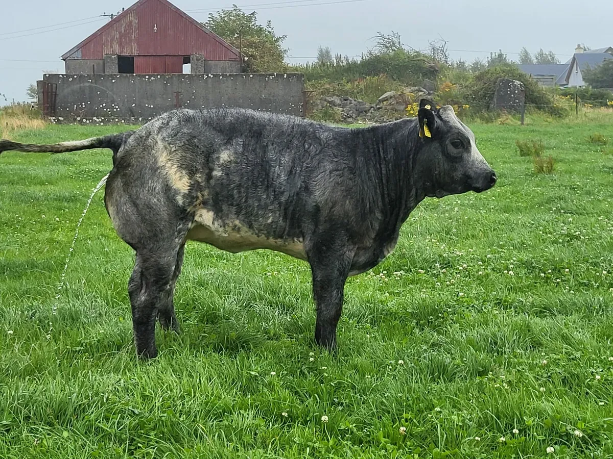 ⭐️⭐️ Super Twin Heifers Gort Mart ⭐️⭐️ - Image 3