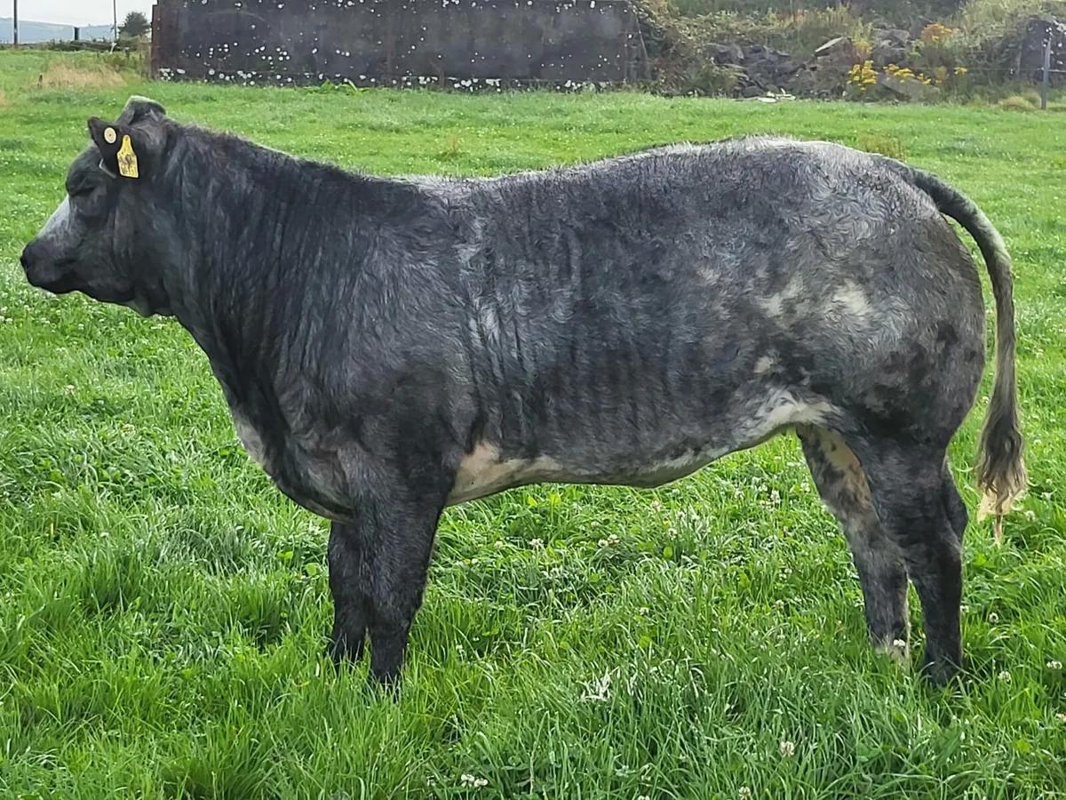 ⭐️⭐️ Super Twin Heifers Gort Mart ⭐️⭐️ - Image 4