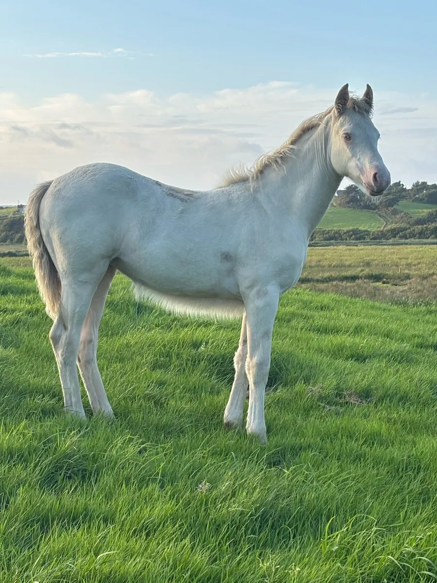 * Stunning BEC Connemara Filly Foal * - Image 1