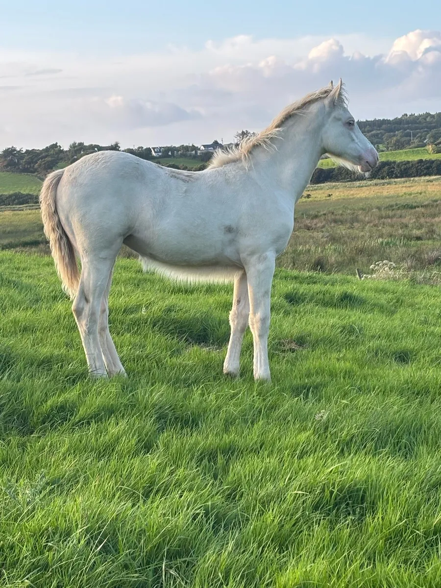 * Stunning BEC Connemara Filly Foal * - Image 2