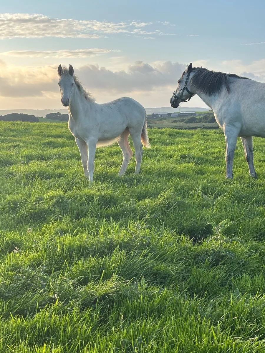 * Stunning BEC Connemara Filly Foal * - Image 3