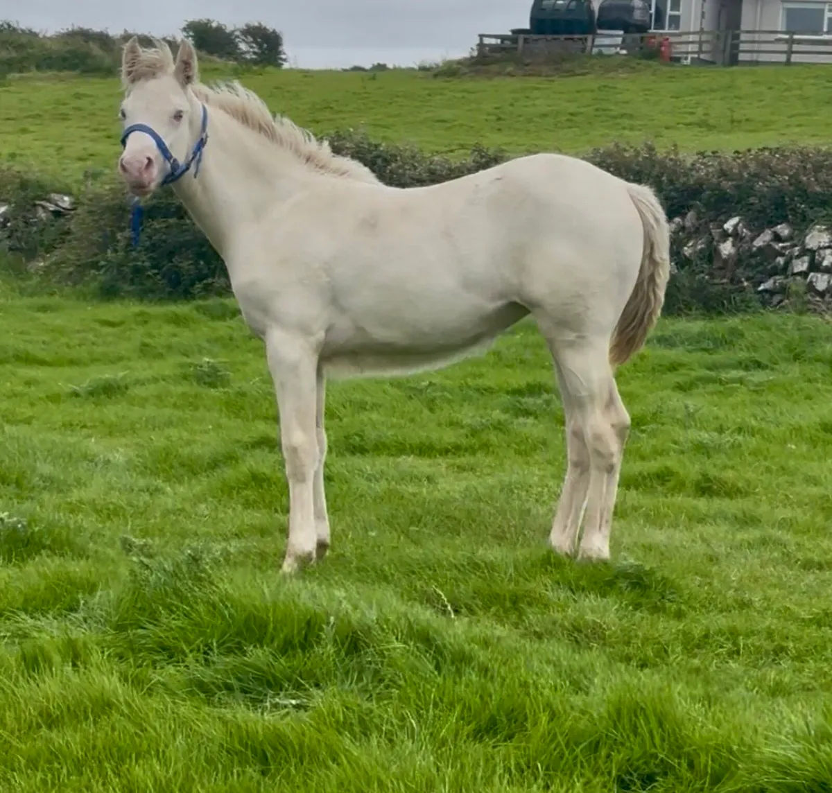 * Stunning BEC Connemara Filly Foal * - Image 4