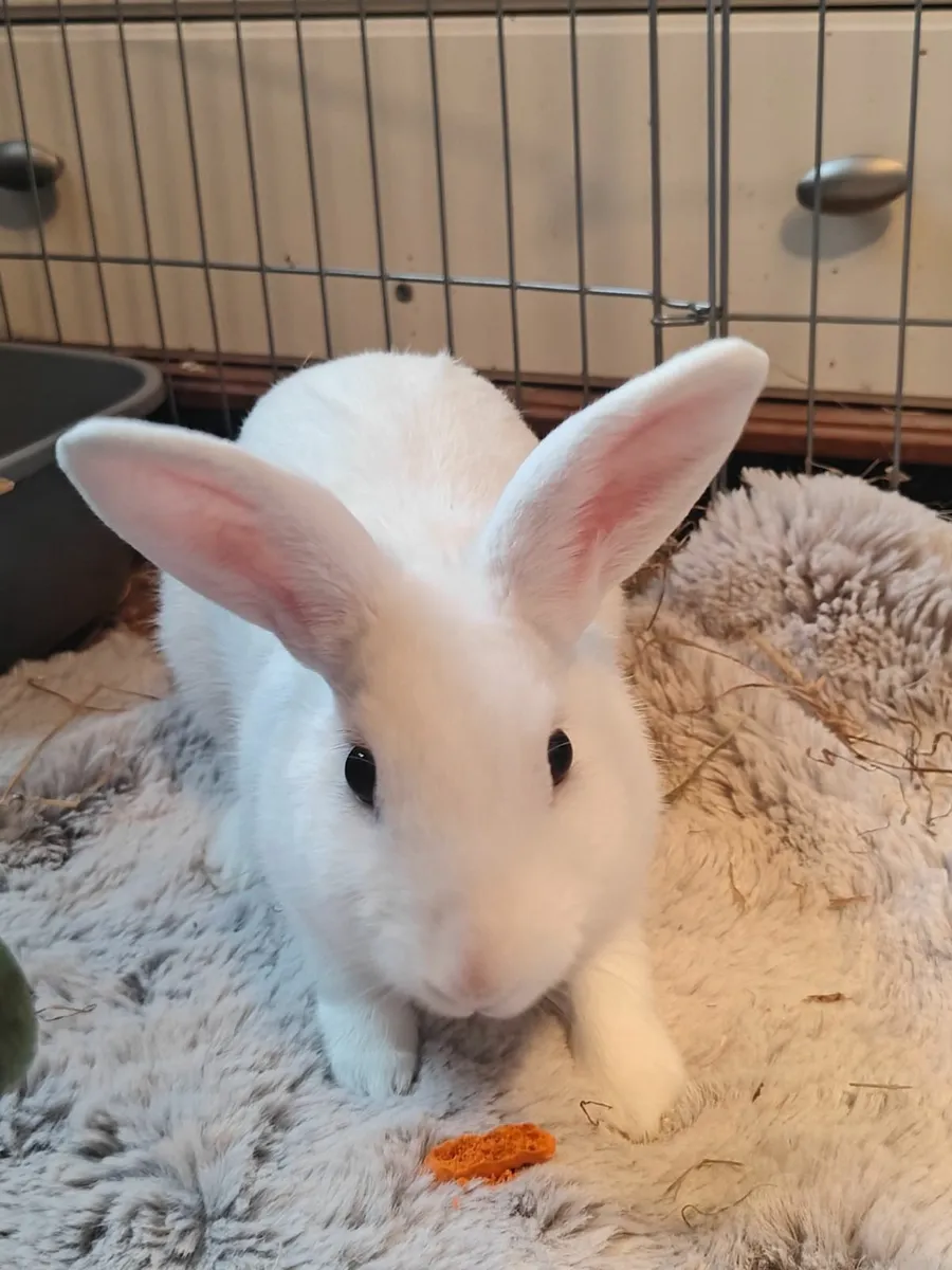 Rabbits - Image 2