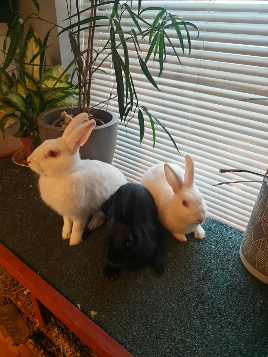 Rabbits - Image 1