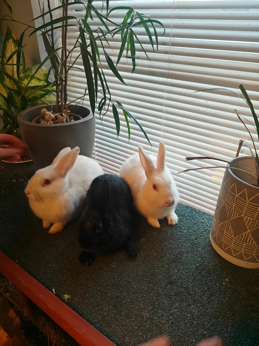 Rabbits - Image 3