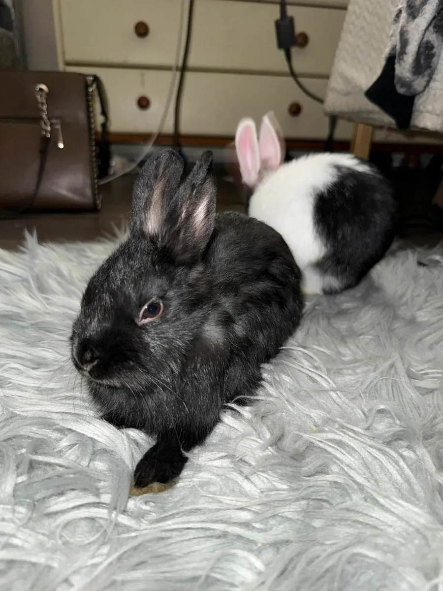 Rabbit - Image 2