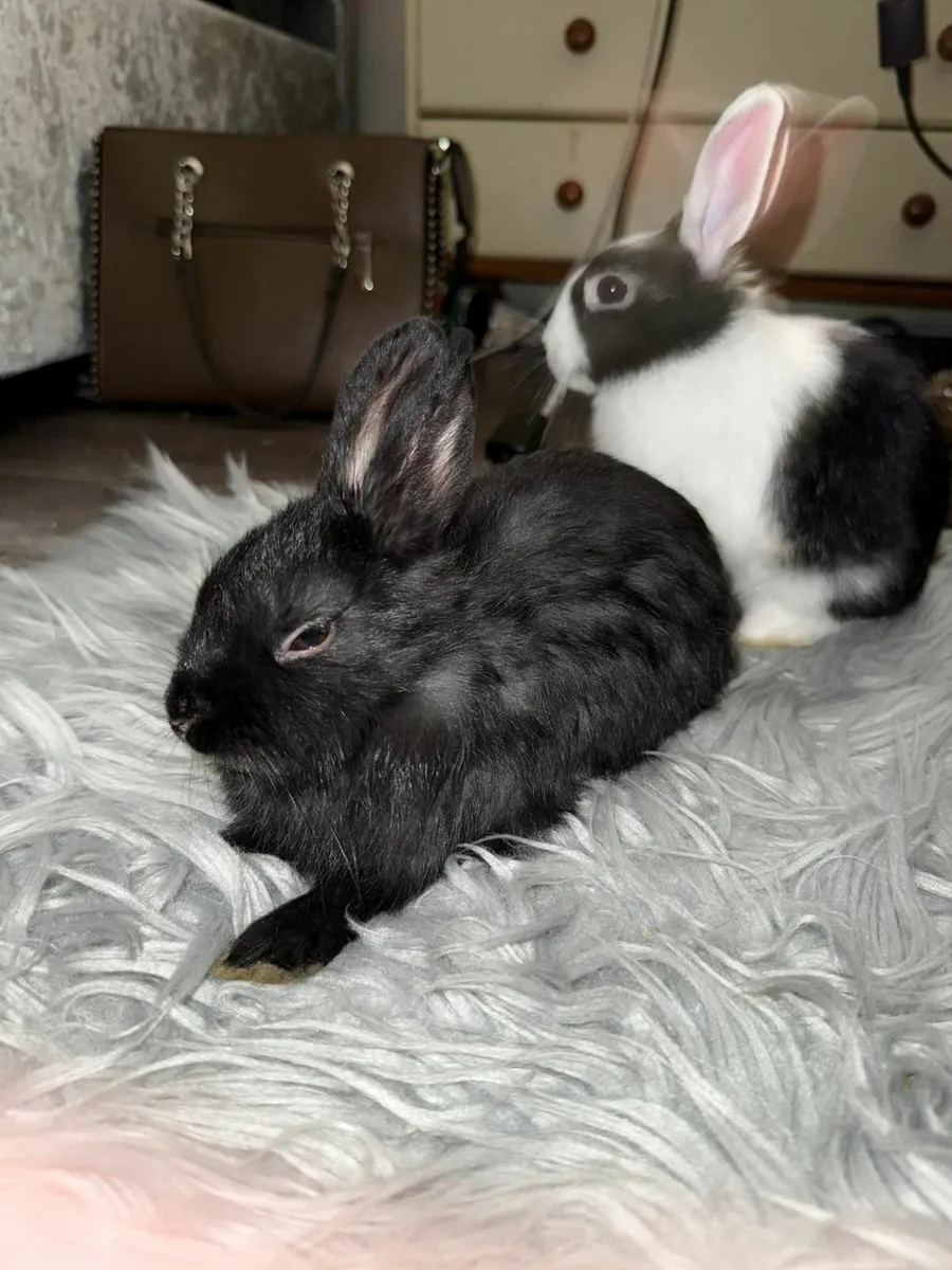 Rabbit - Image 3