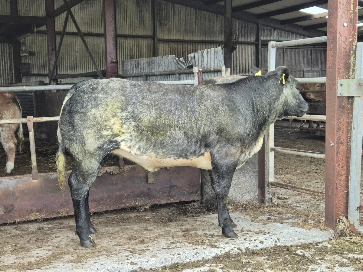 ⭐️3 Super Heifers Gort Mart⭐️ - Image 1