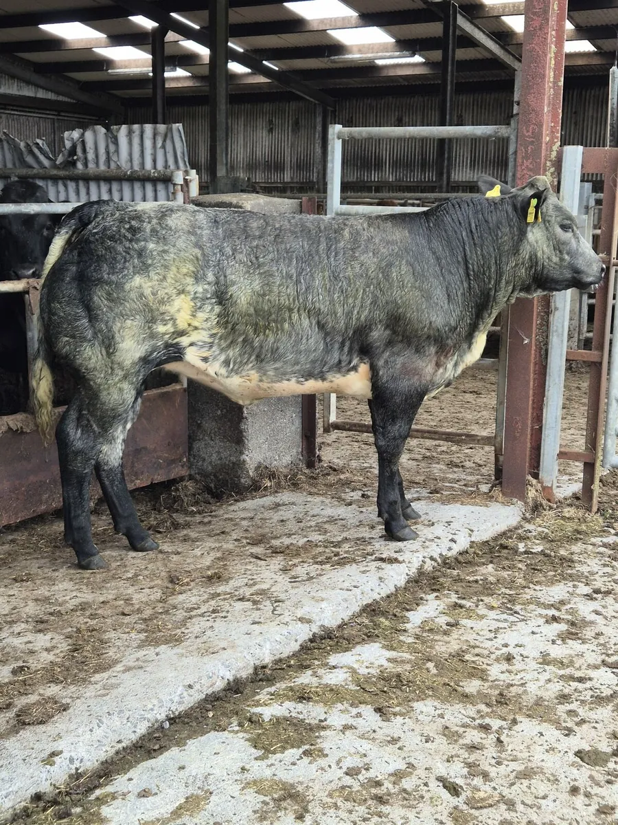 ⭐️3 Super Heifers Gort Mart⭐️ - Image 2