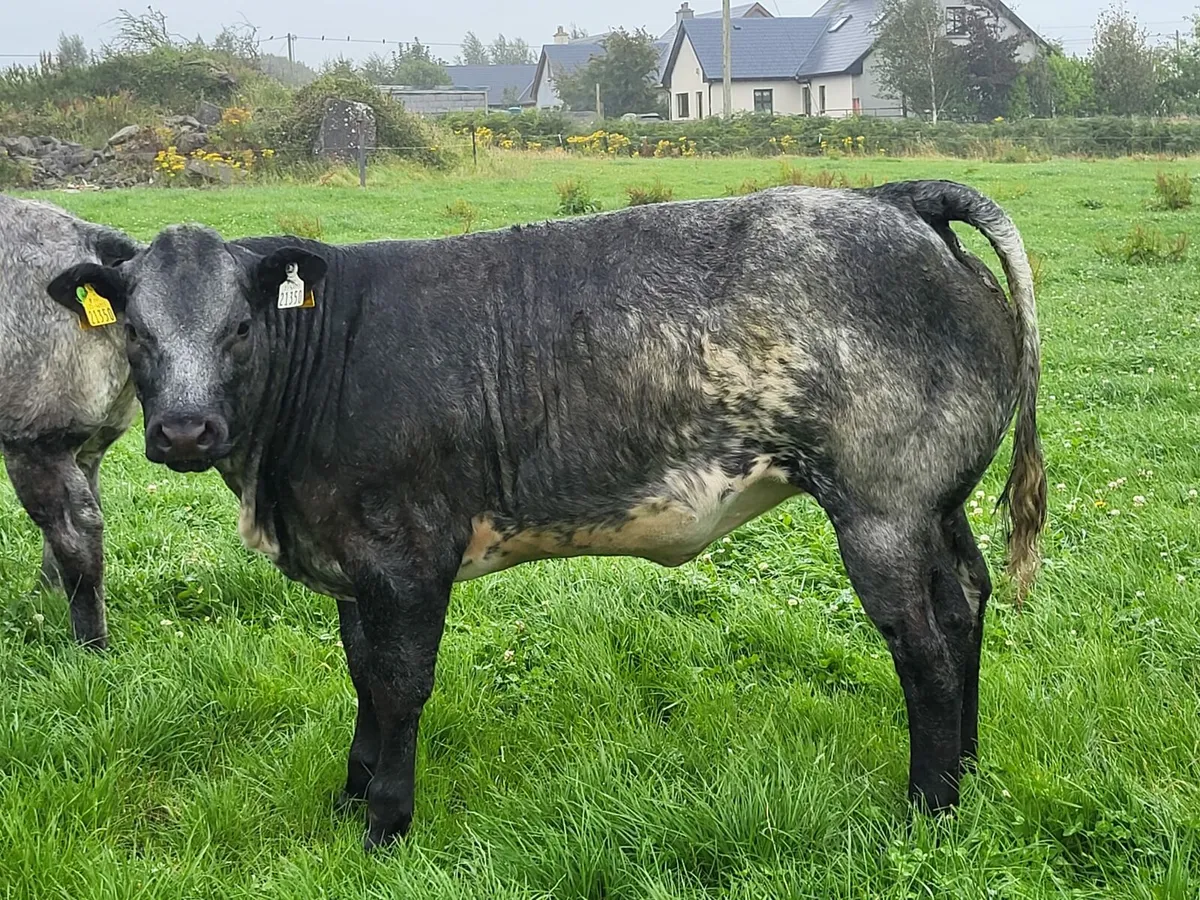⭐️3 Super Heifers Gort Mart⭐️ - Image 3