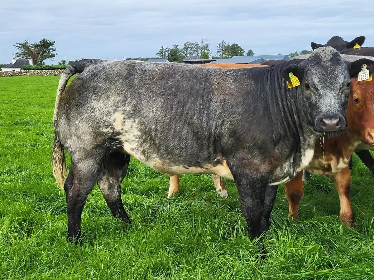 ⭐️3 Super Heifers Gort Mart⭐️ - Image 4