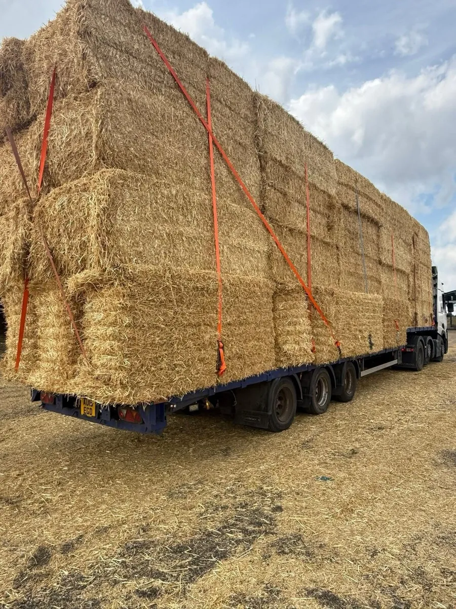 Pre chopped Irish wheat straw in 8x4x3s - Image 2