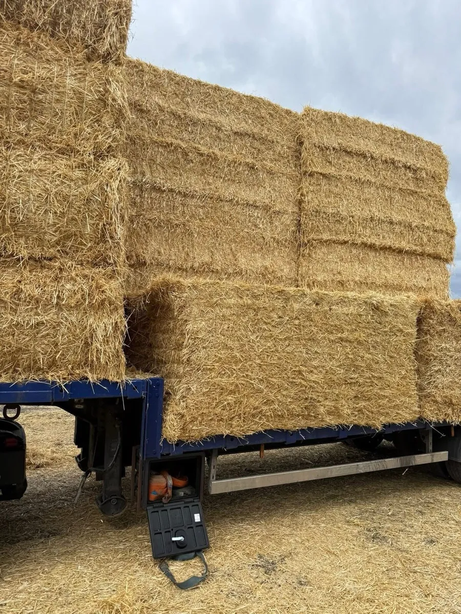 Pre chopped Irish wheat straw in 8x4x3s - Image 4