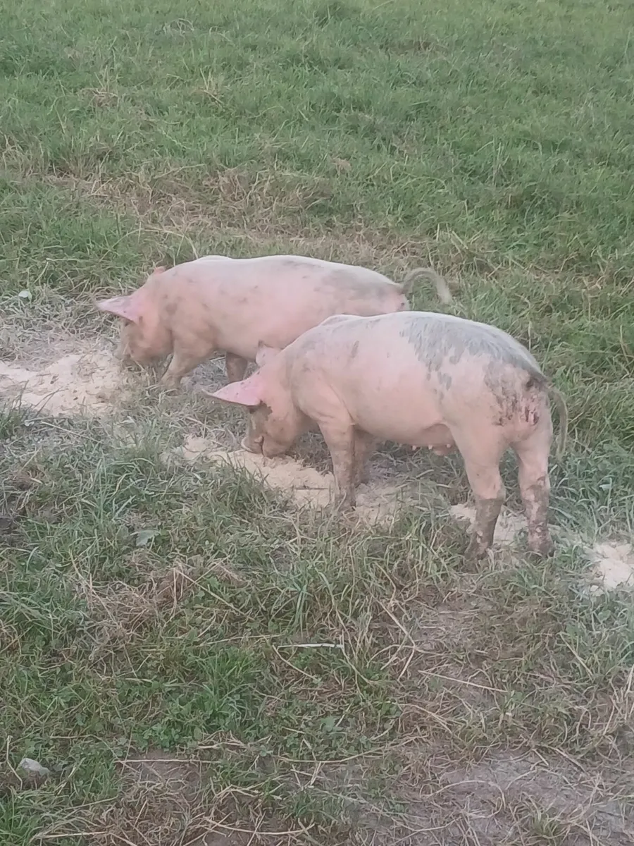 Large white/ duroc cross bonamhs - Image 1