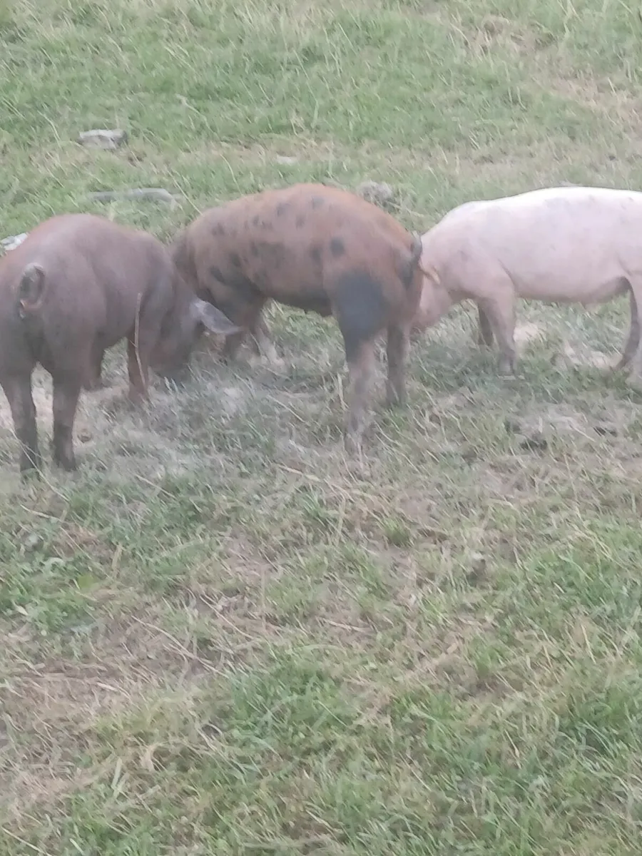 Large white/ duroc cross bonamhs - Image 2