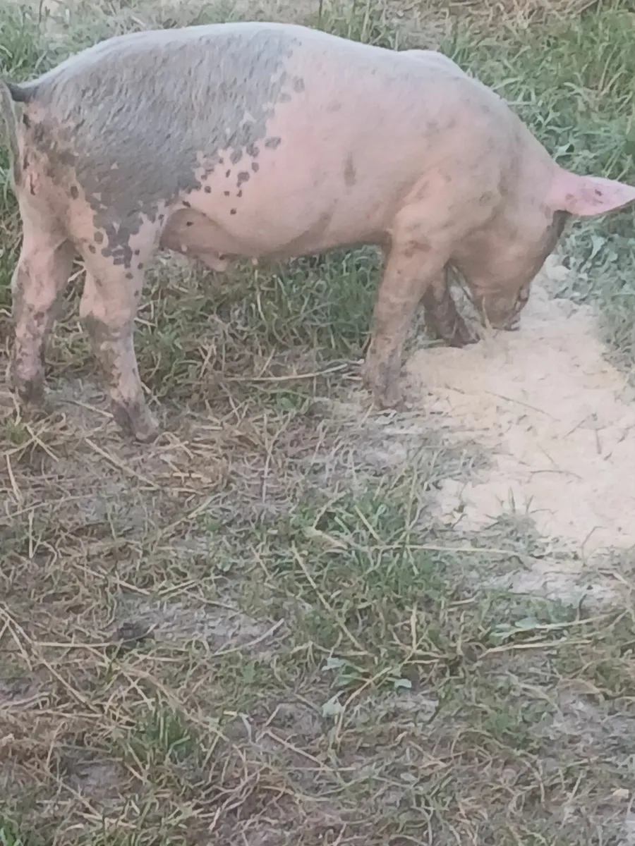 Large white/ duroc cross bonamhs - Image 3
