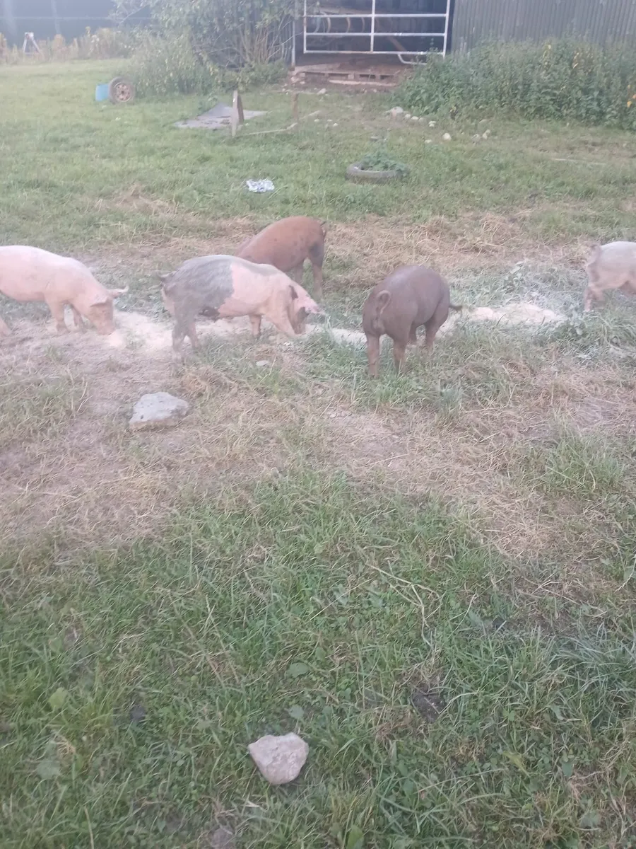 Large white/ duroc cross bonamhs - Image 4