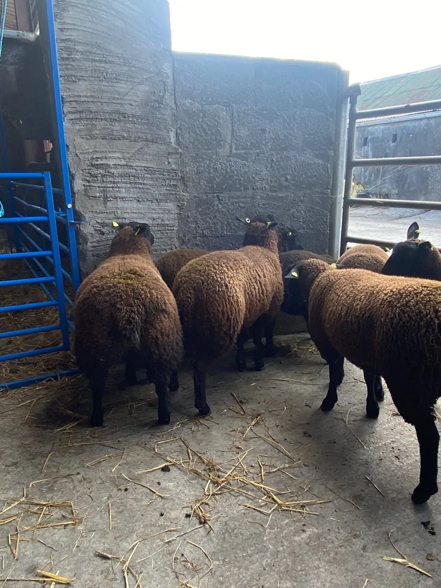 Quality blue texel ewe lambs - Image 2