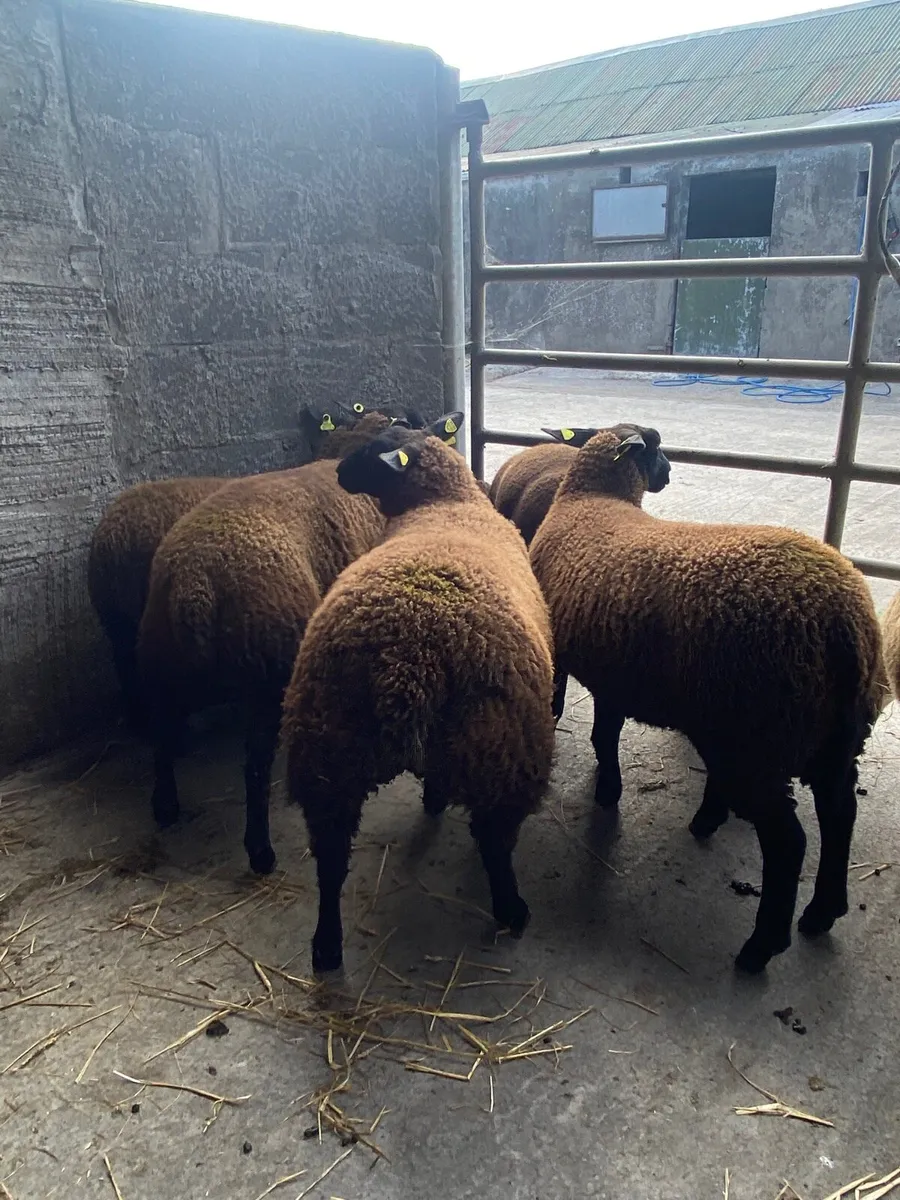 Quality blue texel ewe lambs - Image 4