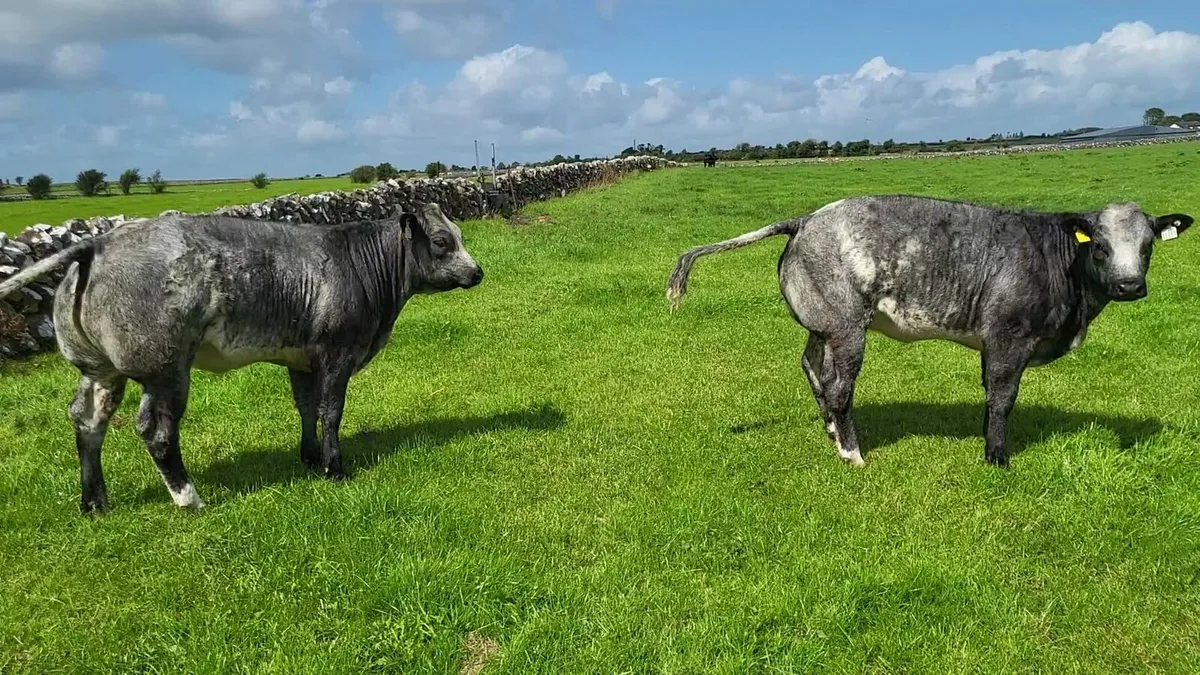 ⭐️⭐️ Super Twin Heifers Gort Mart ⭐️⭐️ - Image 1