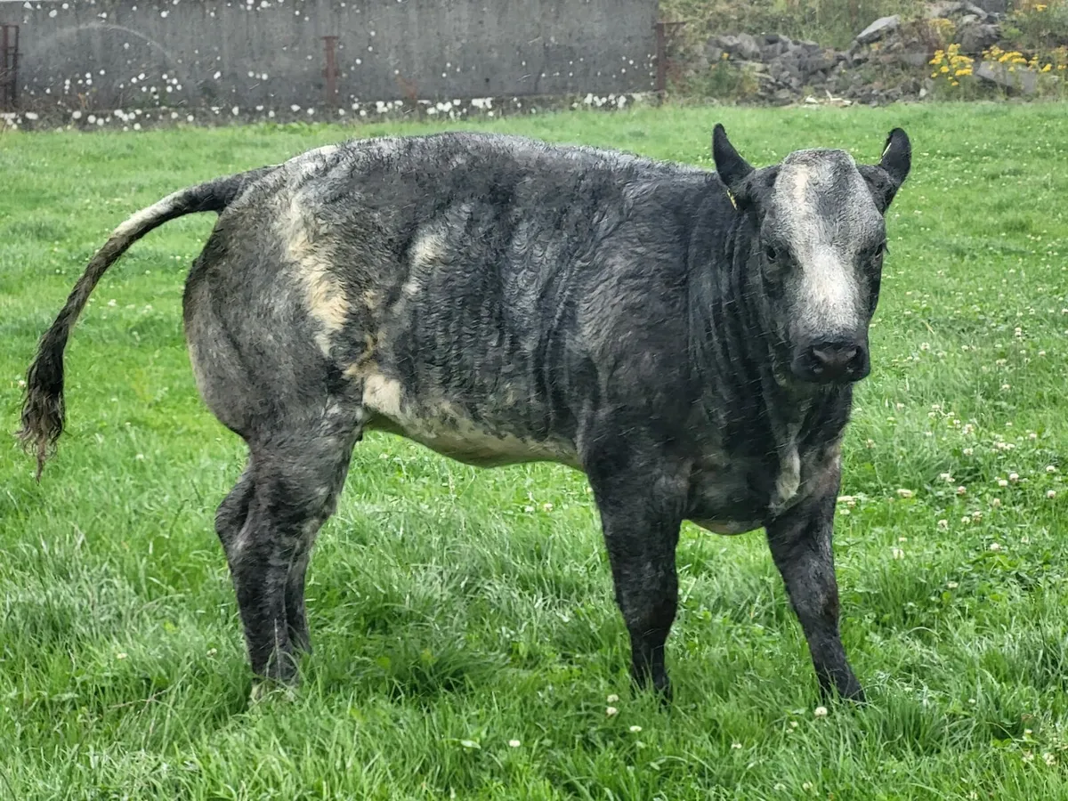 ⭐️⭐️ Super Twin Heifers Gort Mart ⭐️⭐️ - Image 2
