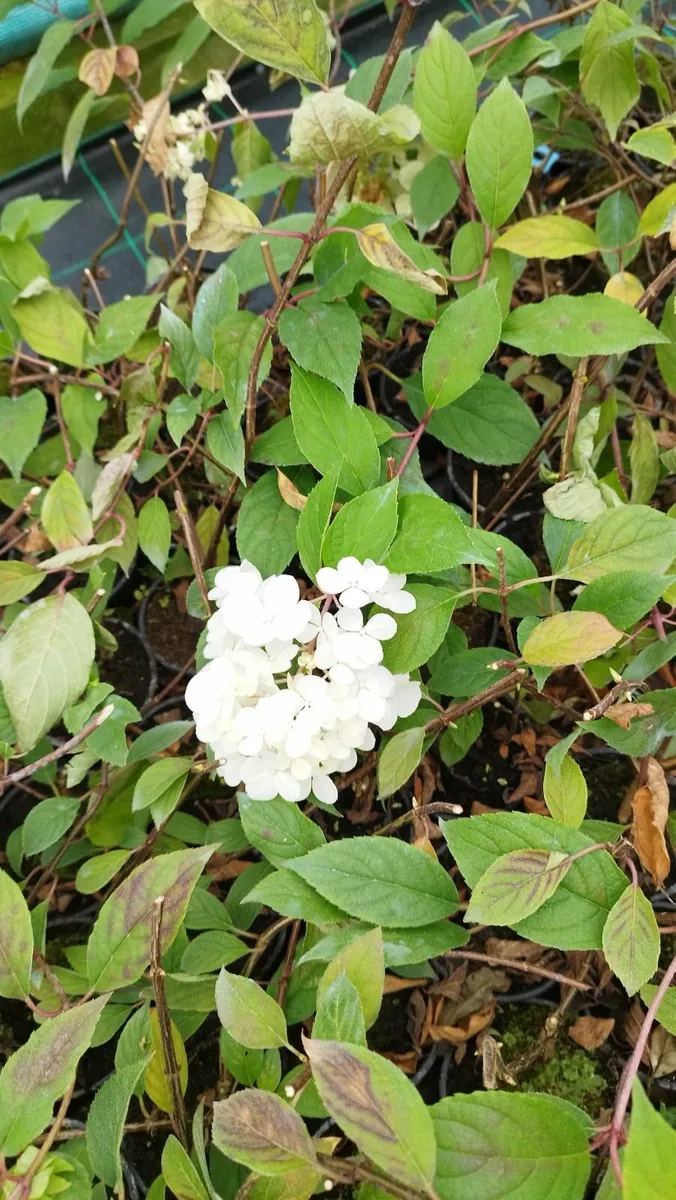 Plants - Image 2