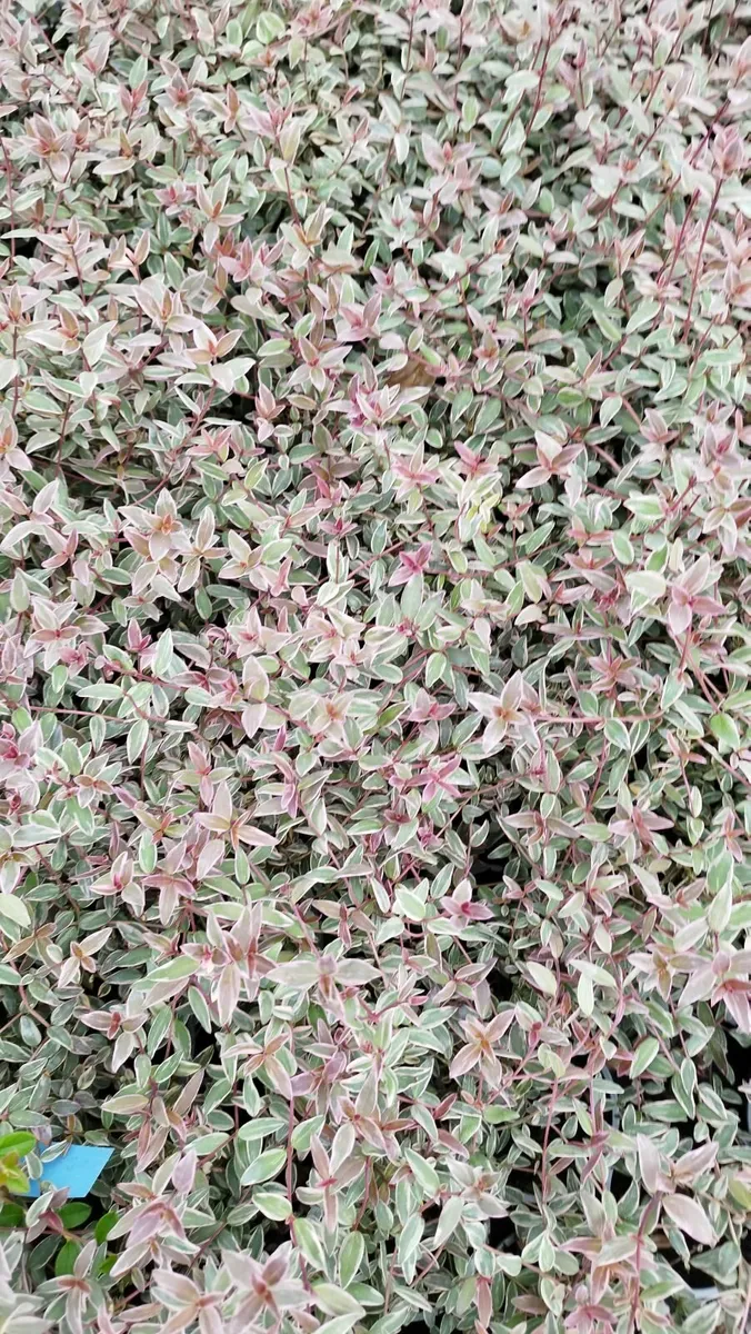 Plants - Image 3