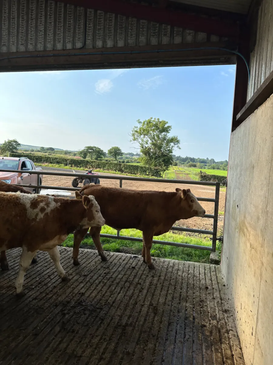 Lim and Simmental heifers - Image 1