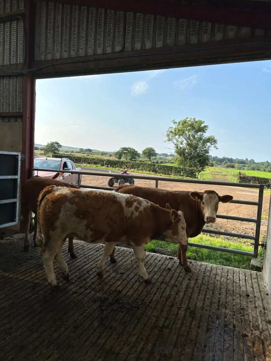 Lim and Simmental heifers - Image 2