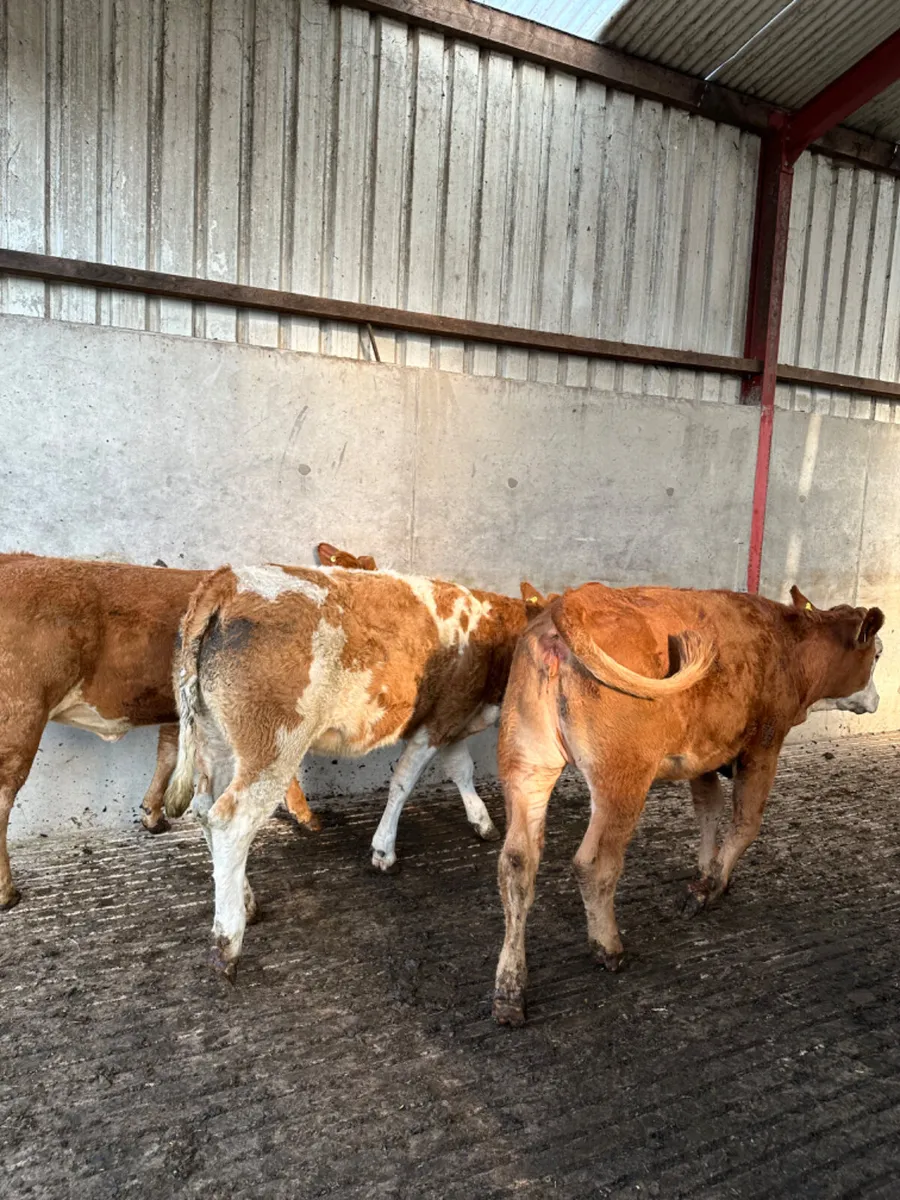 Lim and Simmental heifers - Image 4