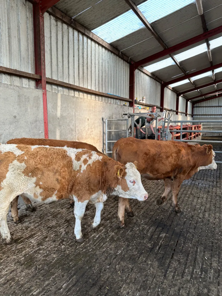 Lim and Simmental heifers - Image 3