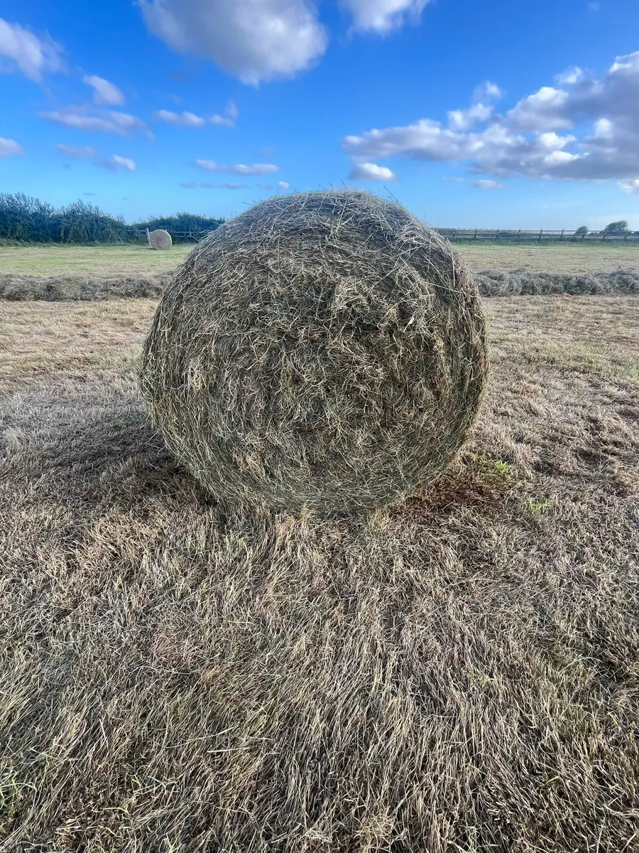 Hay - Image 1