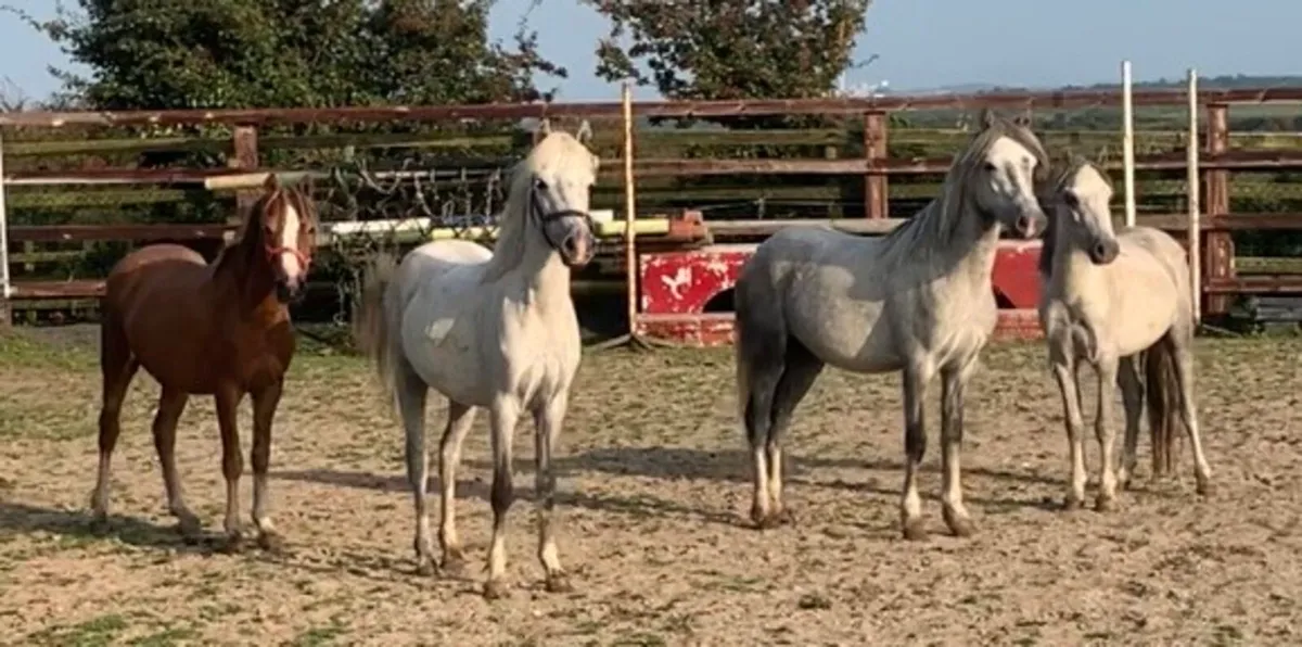4 Welsh type geldings to make 12.2hh ponies
