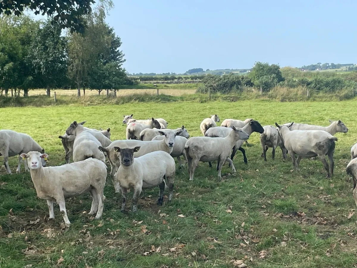 Sheep - Image 1