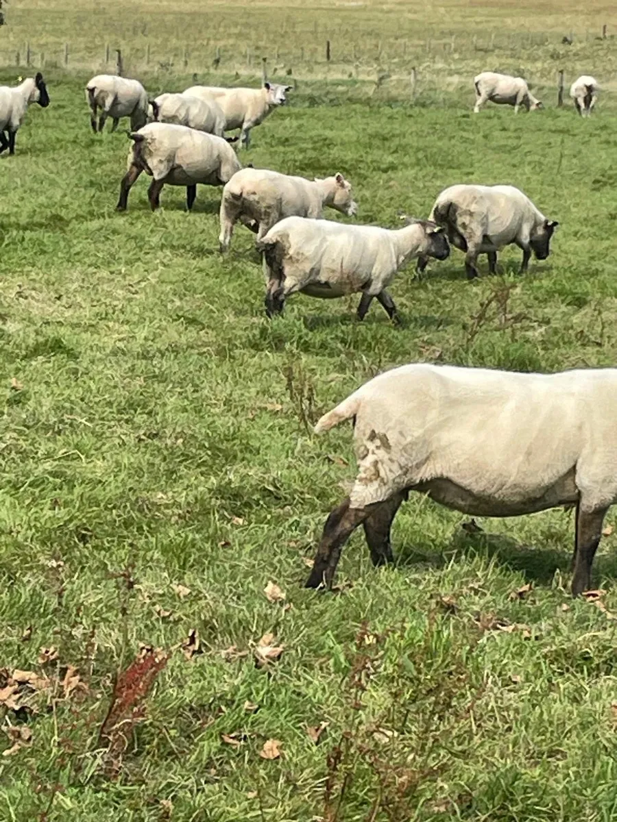 Sheep - Image 2