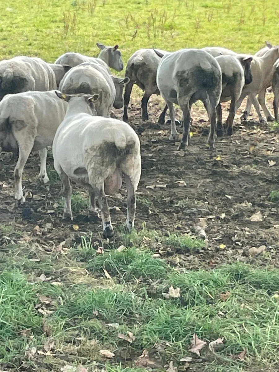 Sheep - Image 3
