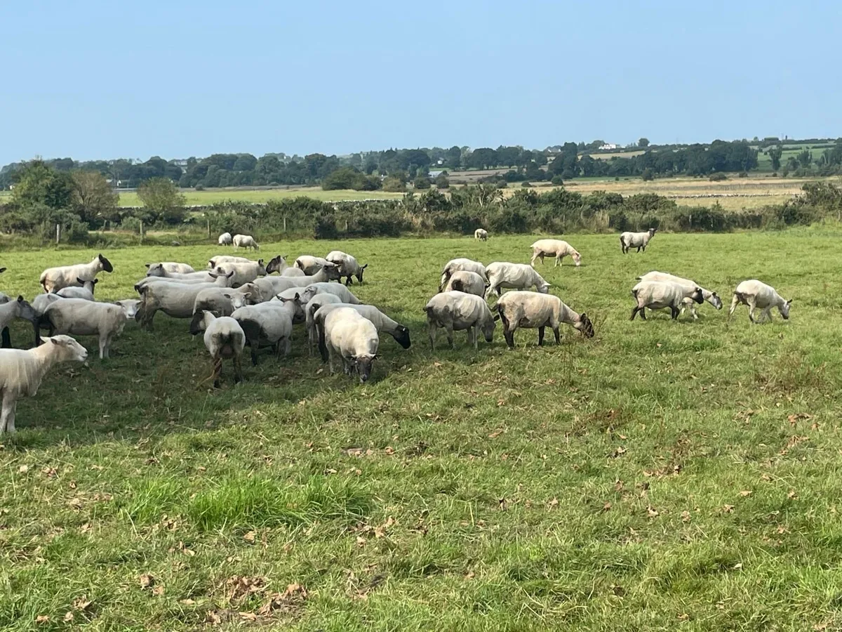 Sheep - Image 4