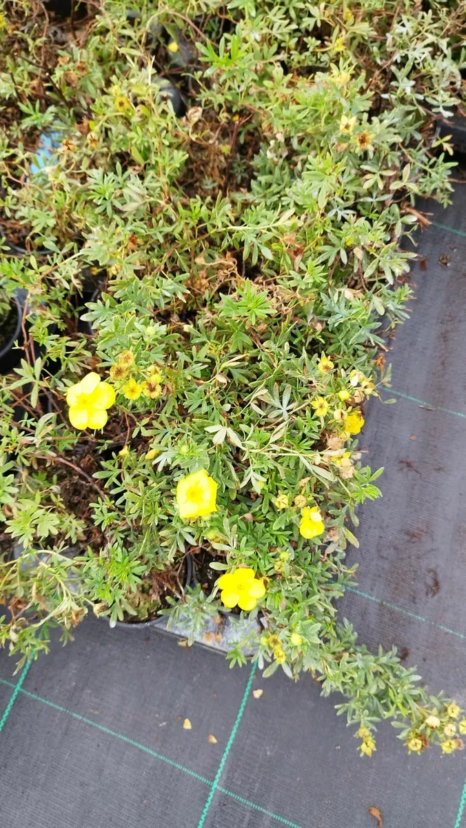 Plants - Image 4