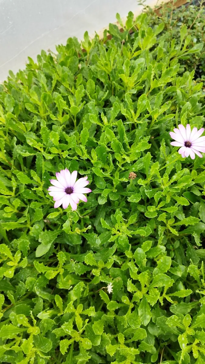 Plants - Image 3