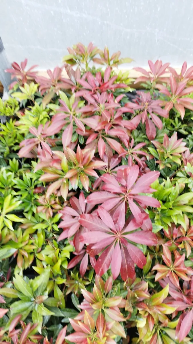 Plants - Image 4