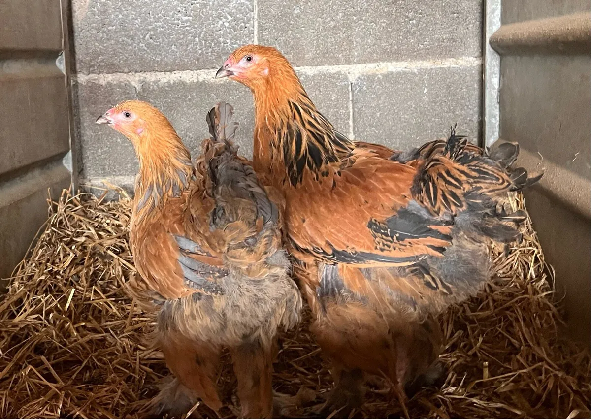 Selection of poultry - Image 2