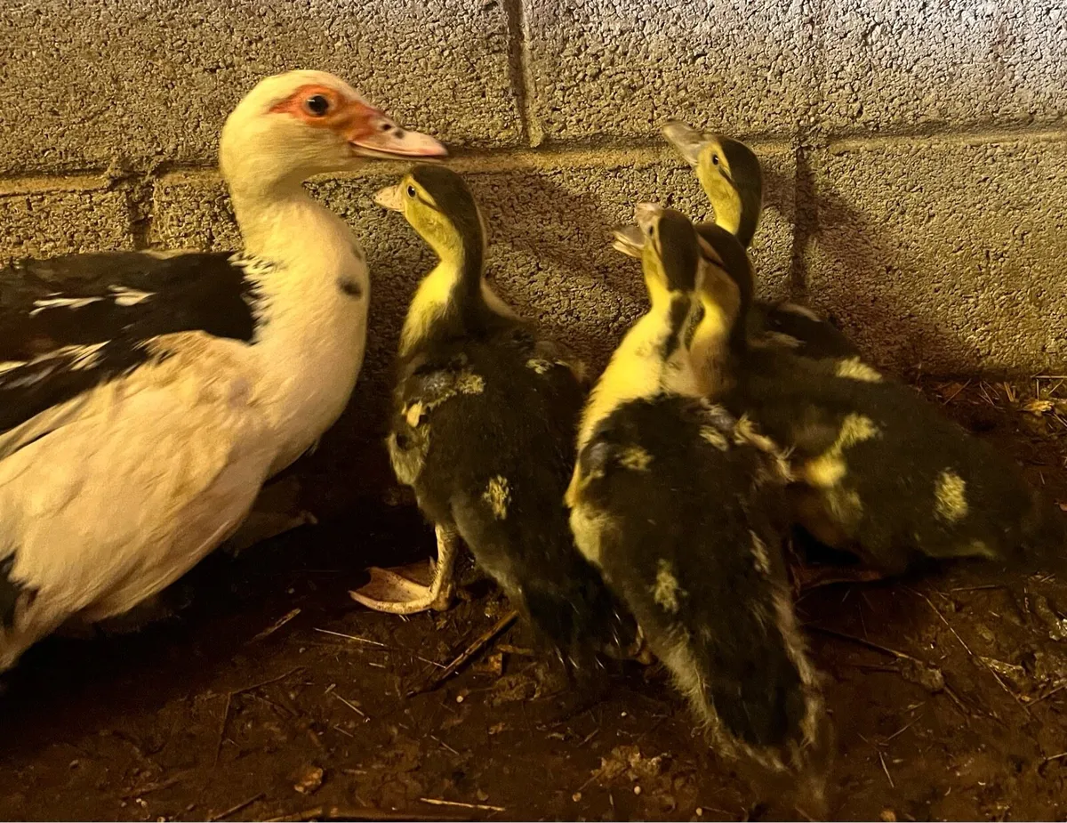 Selection of poultry - Image 4
