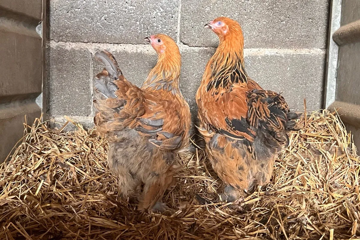 Selection of poultry - Image 1