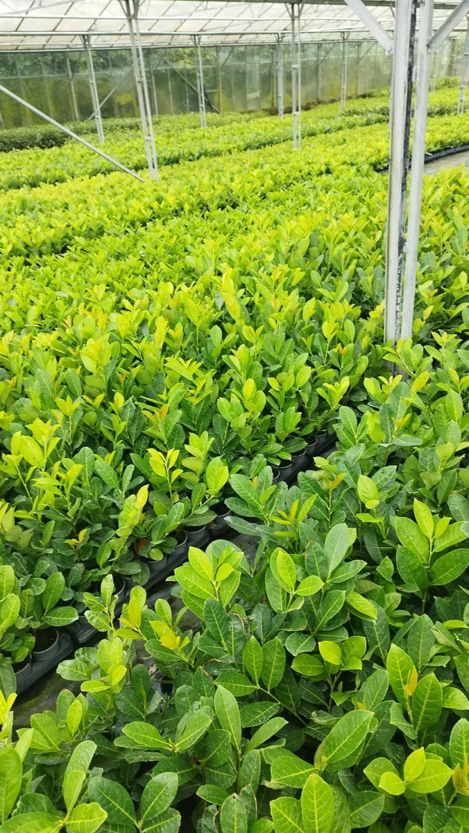 Plants - Image 1