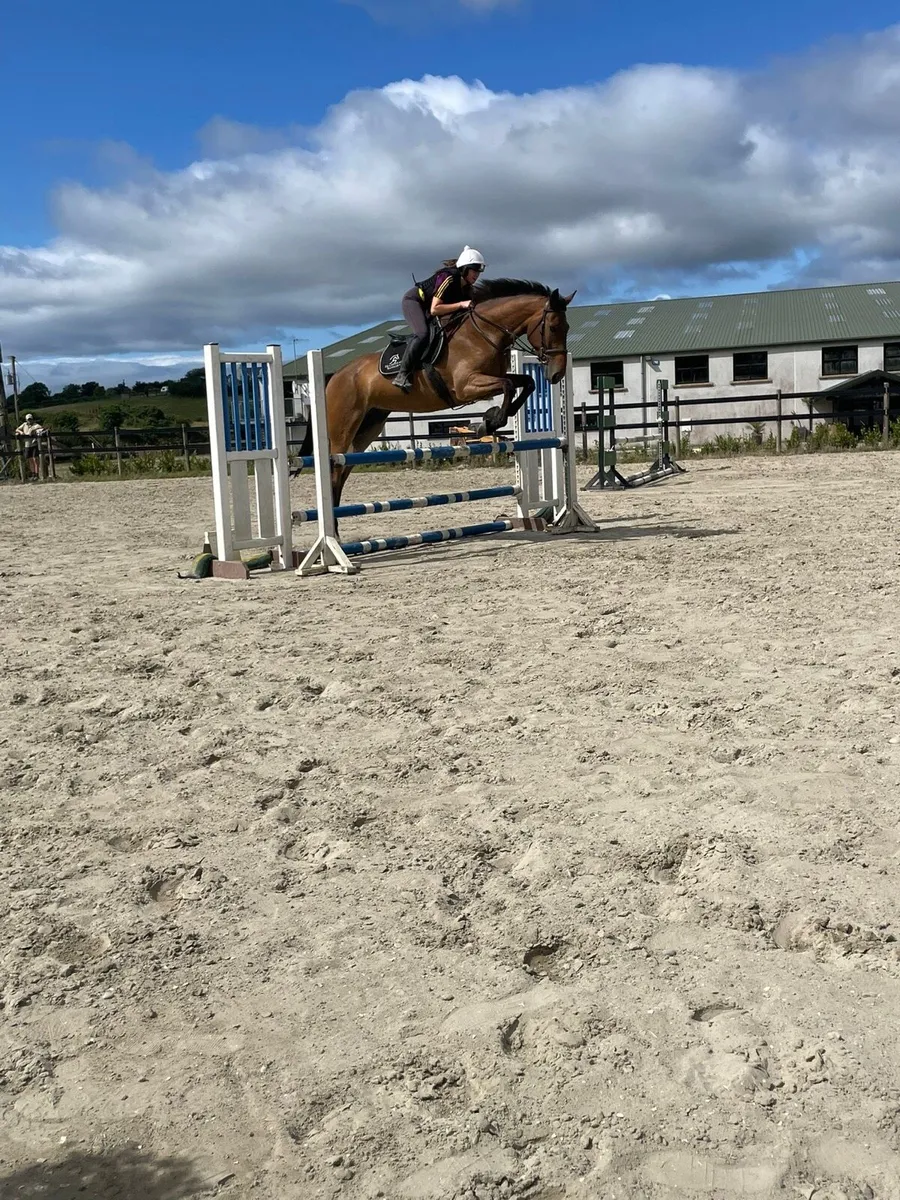 4 year old Hiello - Image 4