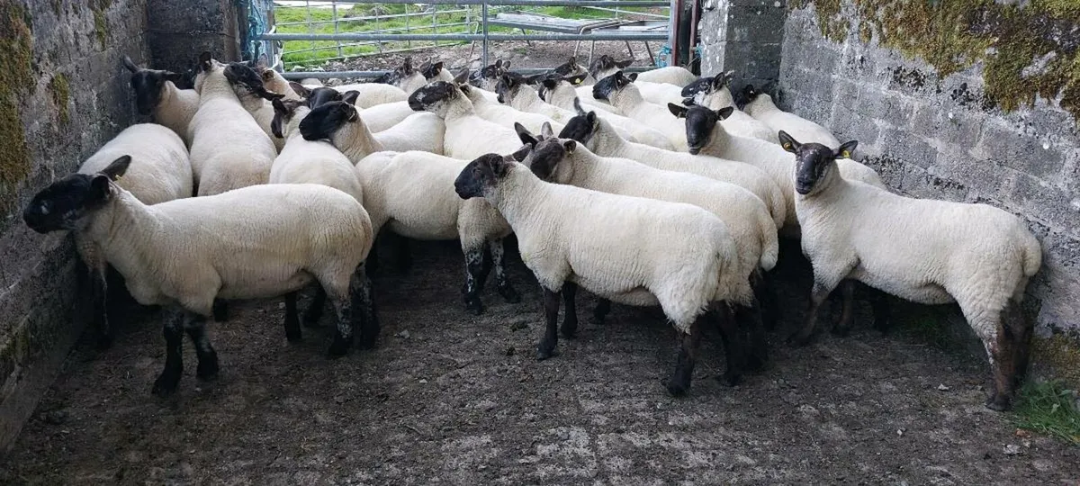 💥Hogget Ewes Coolaney Sat 16th💥 - Image 2