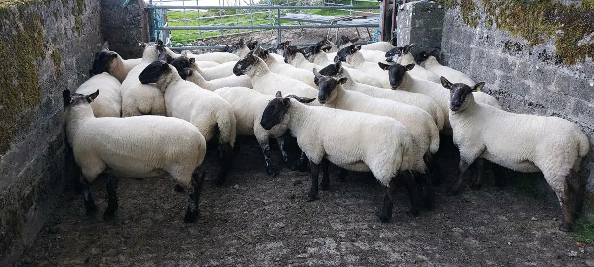 💥Hogget Ewes Coolaney Sat 16th💥 - Image 3