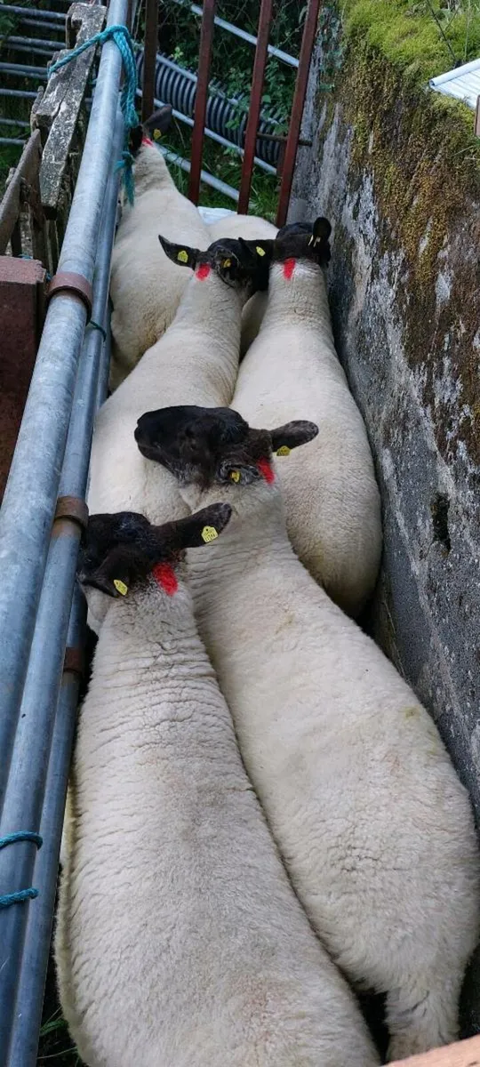 💥Hogget Ewes Coolaney Sat 16th💥 - Image 1