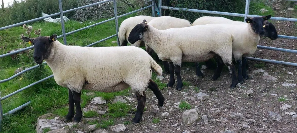 💥Hogget Ewes Coolaney Sat 16th💥 - Image 4