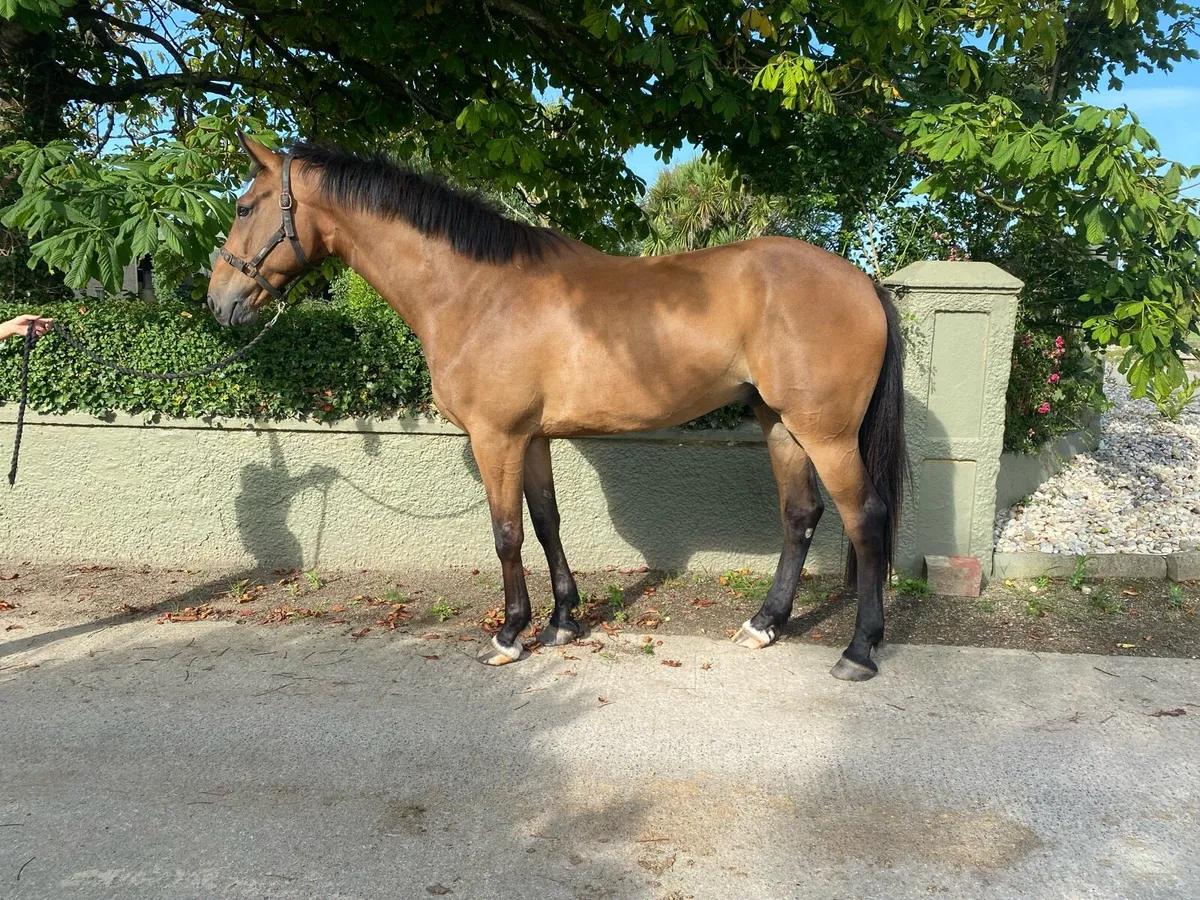 4 year old Hiello - Image 1
